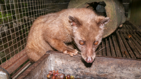 Пальмовая циветта в клетке