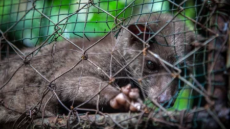 Содержание пальмовой циветты