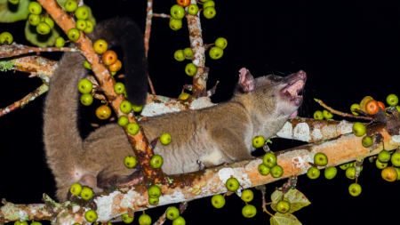 Пальмовой циветта в диких условиях