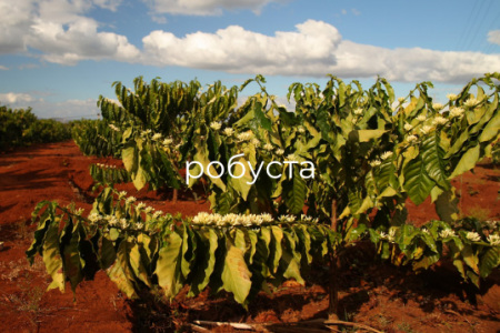 дерево робусты 